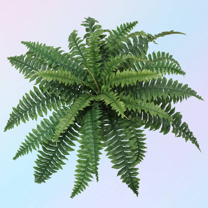 Box of 6: Green Silk Boston Ferns by Floral Home®